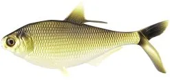 13 Fishing BAMF Shad 20 Cm [108 G] Swimbait 1-pack