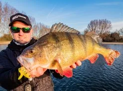 Savage Gear Cannibal Padletail 10.5 Cm 1-pack -Haspelspön Försäljningsbutik cannibal shad2 2