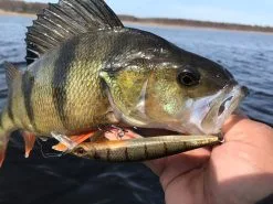 Gunki Gamera Slim 115 SP 1-pack -Haspelspön Försäljningsbutik g 1389230 1