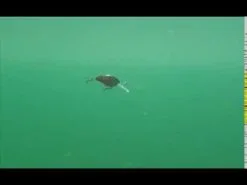 Strike Pro Cranky X Deep 5 Cm 1-pack 35 Strike Pro Cranky X Deep 5 Cm 1-pack -Haspelspön Försäljningsbutik hqdefault 151