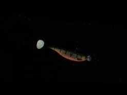 Westin ShadTeez Slim 14 Cm [17 G] 2-pack -Haspelspön Försäljningsbutik hqdefault 40 2