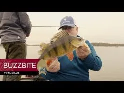 Westin BuzzBite Crankbait 5 Cm [6 G] SP 1-pack -Haspelspön Försäljningsbutik hqdefault 41 24