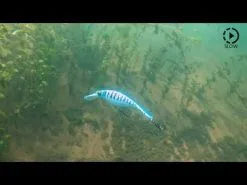 Westin Platypus Crankbait 19 Cm [94 G] S 1-pack -Haspelspön Försäljningsbutik hqdefault 44 21