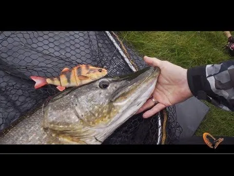 Savage Gear 4D Line Thru Perch 17 Cm SS 1-pack 12 Savage Gear 4D Line Thru Perch 17 Cm SS 1-pack - Bild 10