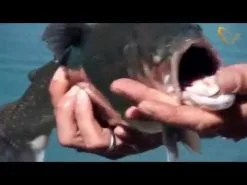 Savage Gear 3D TPE Mayfly Nymph 5 Cm 1-pack -Haspelspön Försäljningsbutik hqdefault 474