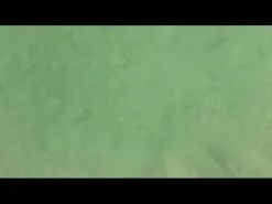 Savage Gear Caviar Spinner 18 G 1-pack -Haspelspön Försäljningsbutik hqdefault 476 19